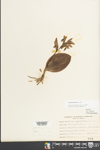 Galearis spectabilis image