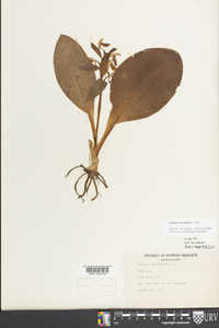 Galearis spectabilis image