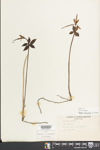Isotria verticillata image