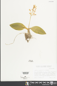 Liparis liliifolia image