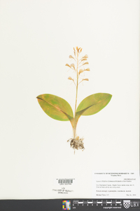 Liparis liliifolia image