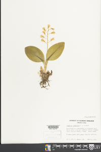 Liparis liliifolia image