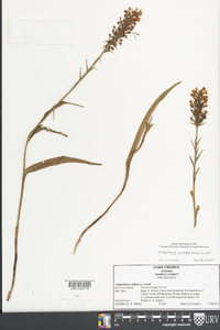 Platanthera cristata image