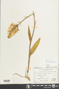 Platanthera ciliaris image