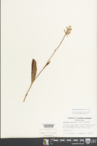 Platanthera clavellata image