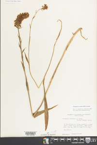 Platanthera cristata image