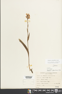 Platanthera cristata image