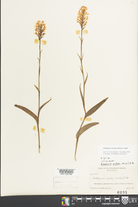 Platanthera cristata image