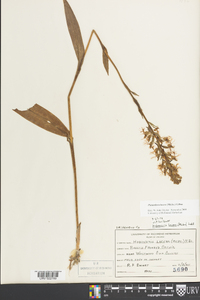 Platanthera lacera image