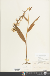 Platanthera lacera image