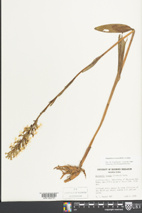 Platanthera lacera image