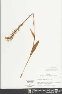 Platanthera lacera image