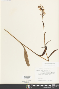 Platanthera lacera image