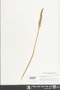 Spiranthes cernua image