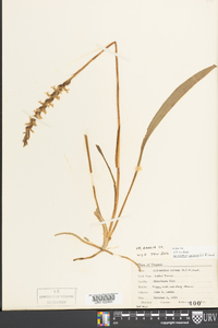 Spiranthes cernua image