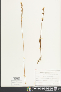 Spiranthes vernalis image