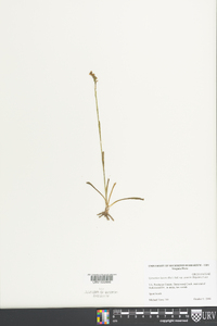 Spiranthes ovalis image