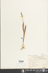 Spiranthes ovalis image