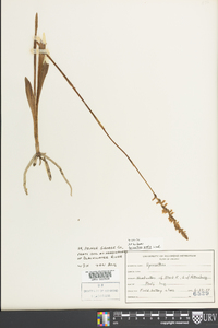 Spiranthes vernalis image