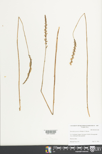 Spiranthes lacera var. gracilis image