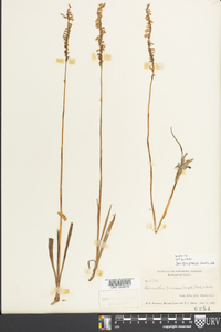 Spiranthes vernalis image