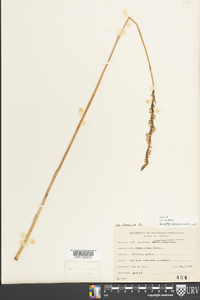 Spiranthes lacera var. gracilis image