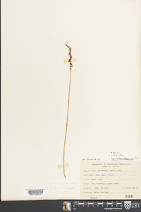 Spiranthes tuberosa image