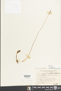 Spiranthes tuberosa image