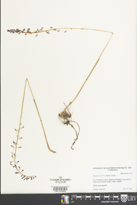 Tipularia discolor image
