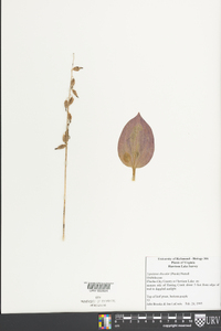 Tipularia discolor image