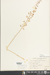Tipularia discolor image