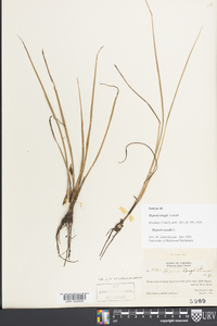 Hypoxis sessilis image