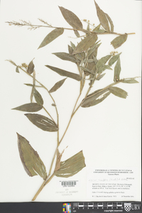 Lasiacis ruscifolia image