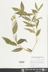 Lasiacis ruscifolia image