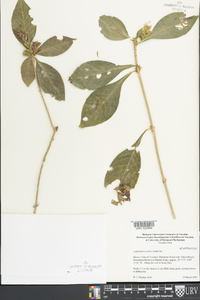 Aphelandra scabra image