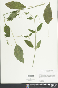 Dicliptera sexangularis image