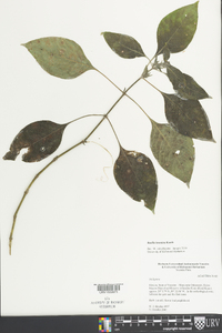 Ruellia inundata image