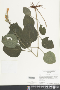 Ruellia inundata image