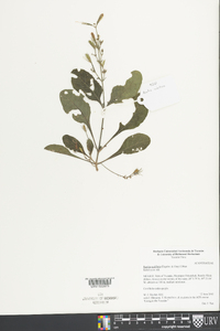 Ruellia ciliatiflora image