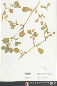 Trianthema portulacastrum image