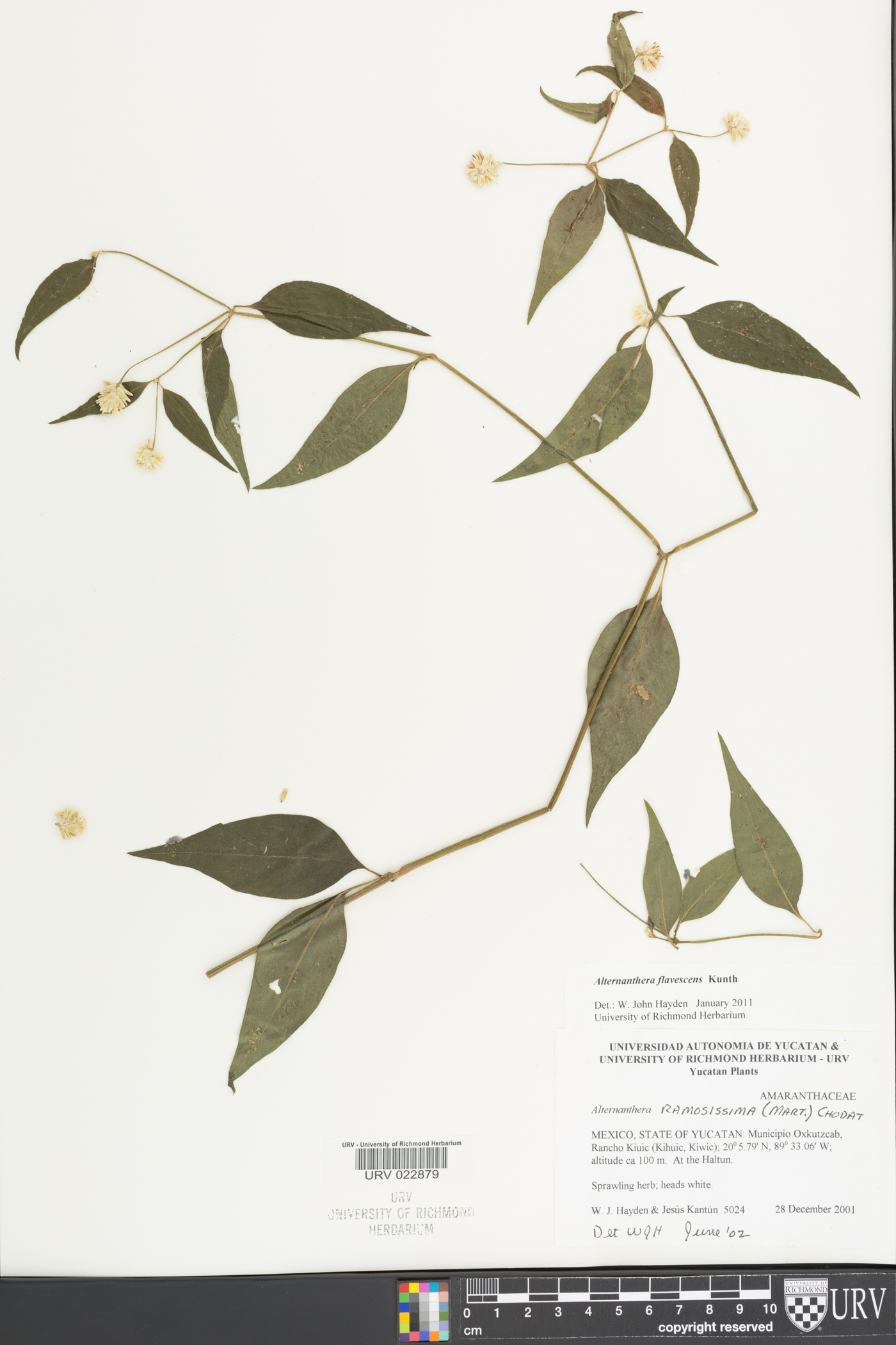 Alternanthera flavescens image