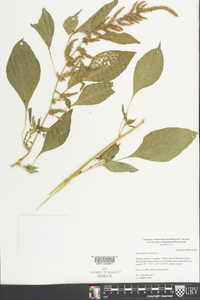 Amaranthus hybridus image