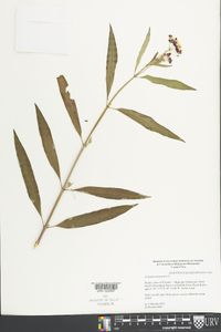 Asclepias curassavica image