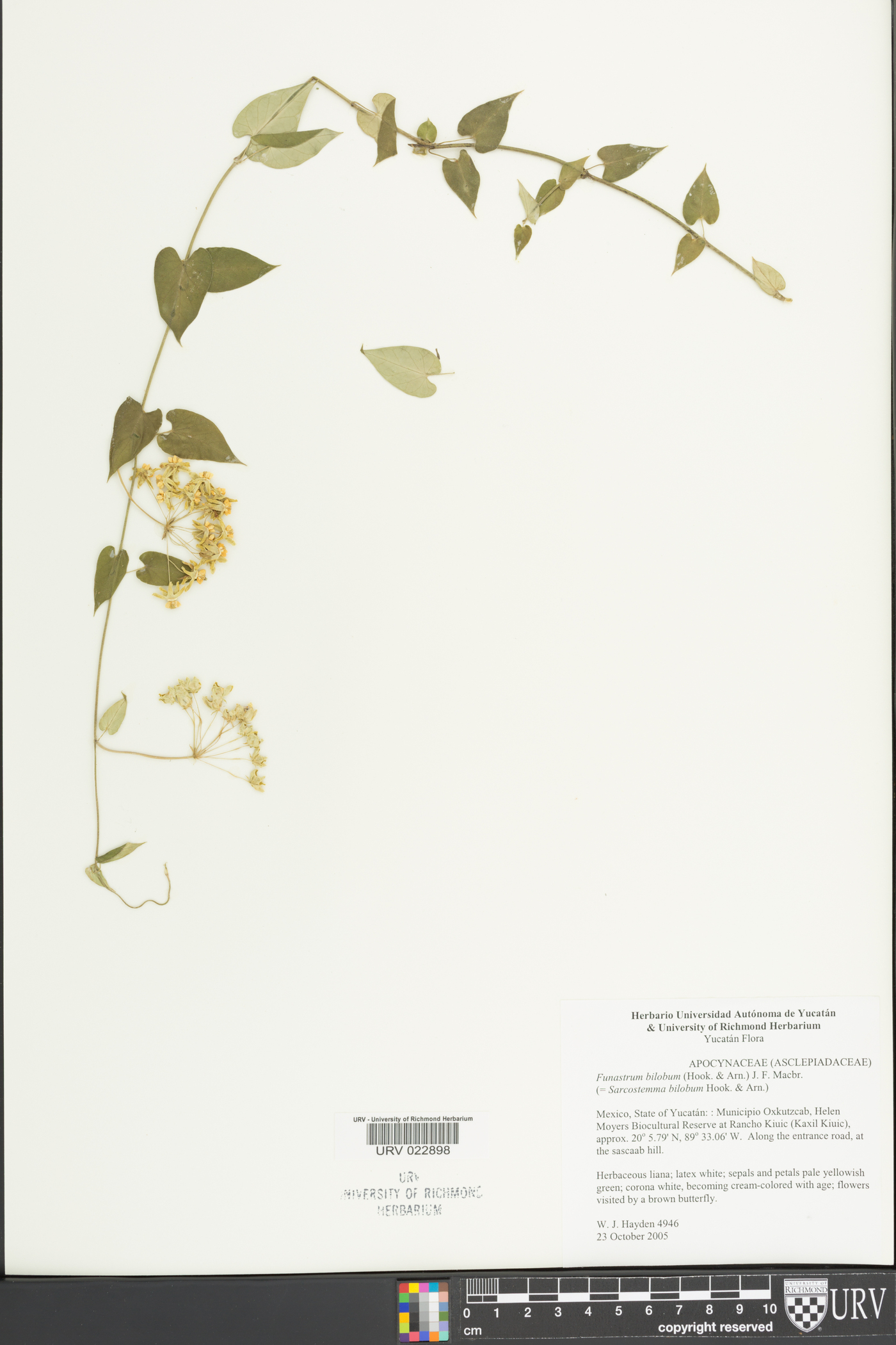 Funastrum bilobum image