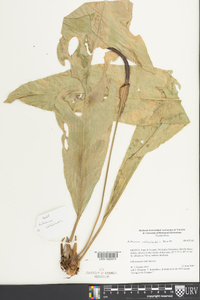 Anthurium schlechtendalii image