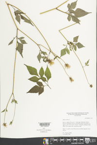 Bidens pilosa image