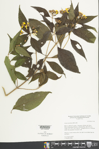 Calea urticifolia image