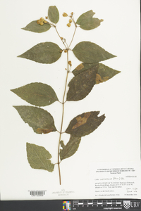 Calea urticifolia image