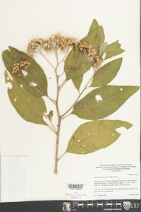 Pluchea carolinensis image