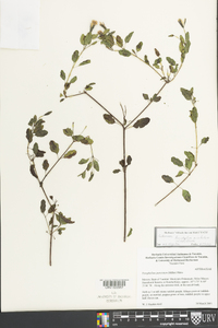 Porophyllum punctatum image